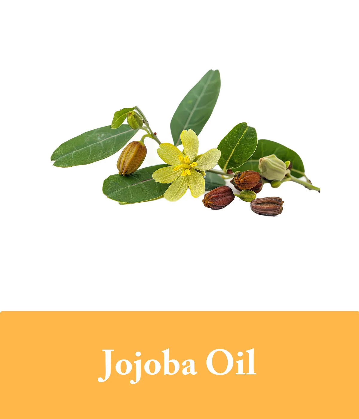 Jojoba Oil Honey Shampoo