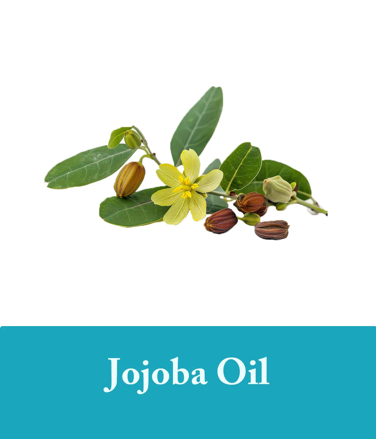 Jojoba Oil In Seaweed Shampoo