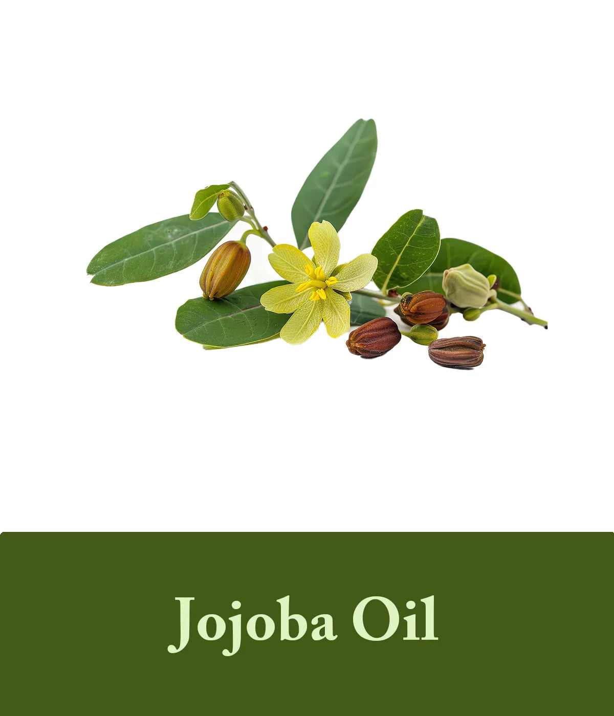 jojoba oil in olive oil shampoo