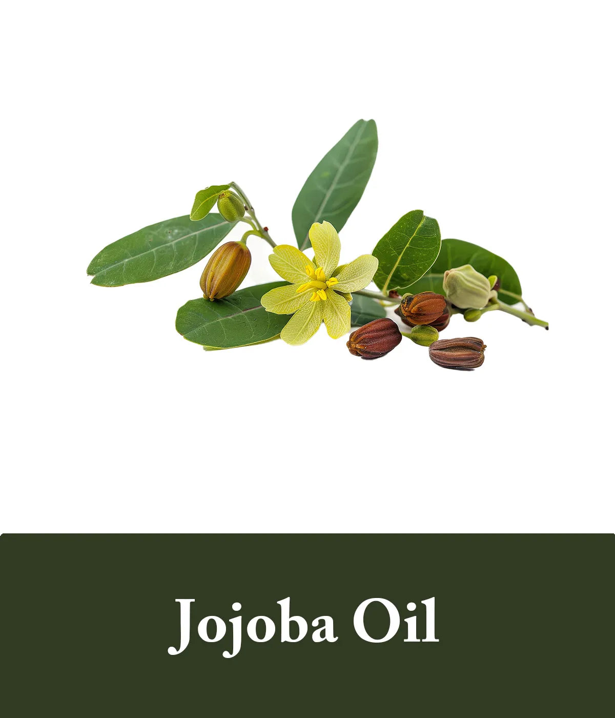 Jojoba Oil Rice Shampoo Ingredient