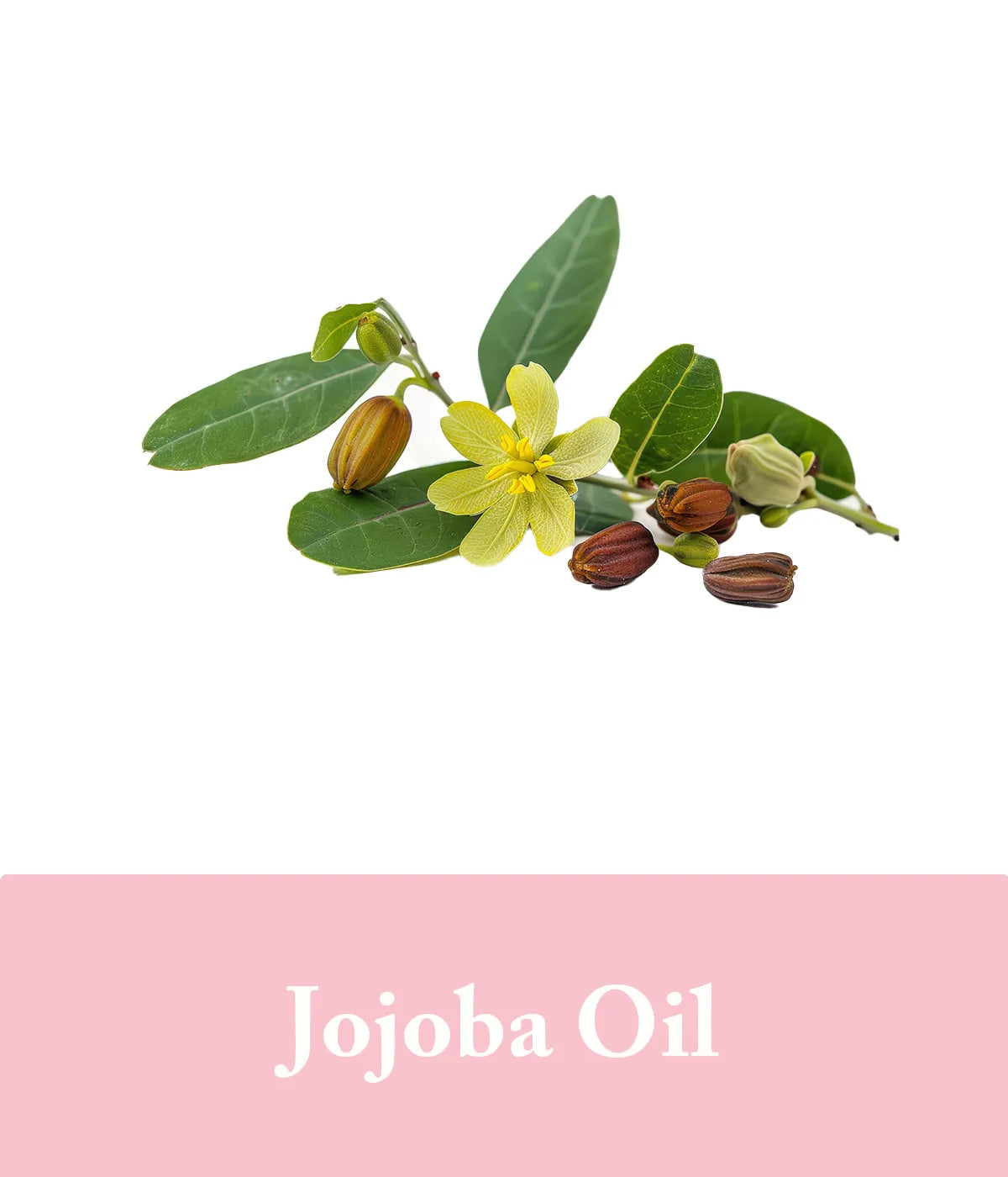 Jojoba Oil Rose Shampoo
