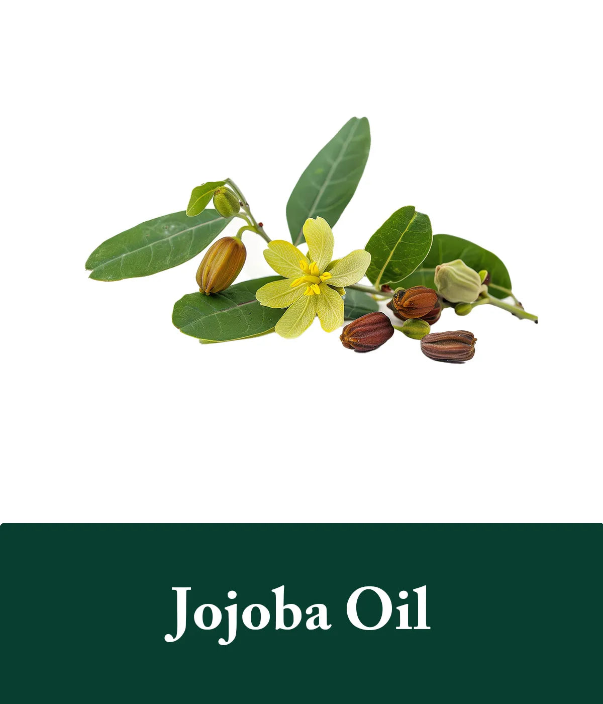 Jojoba Oil Rosemary Shampoo