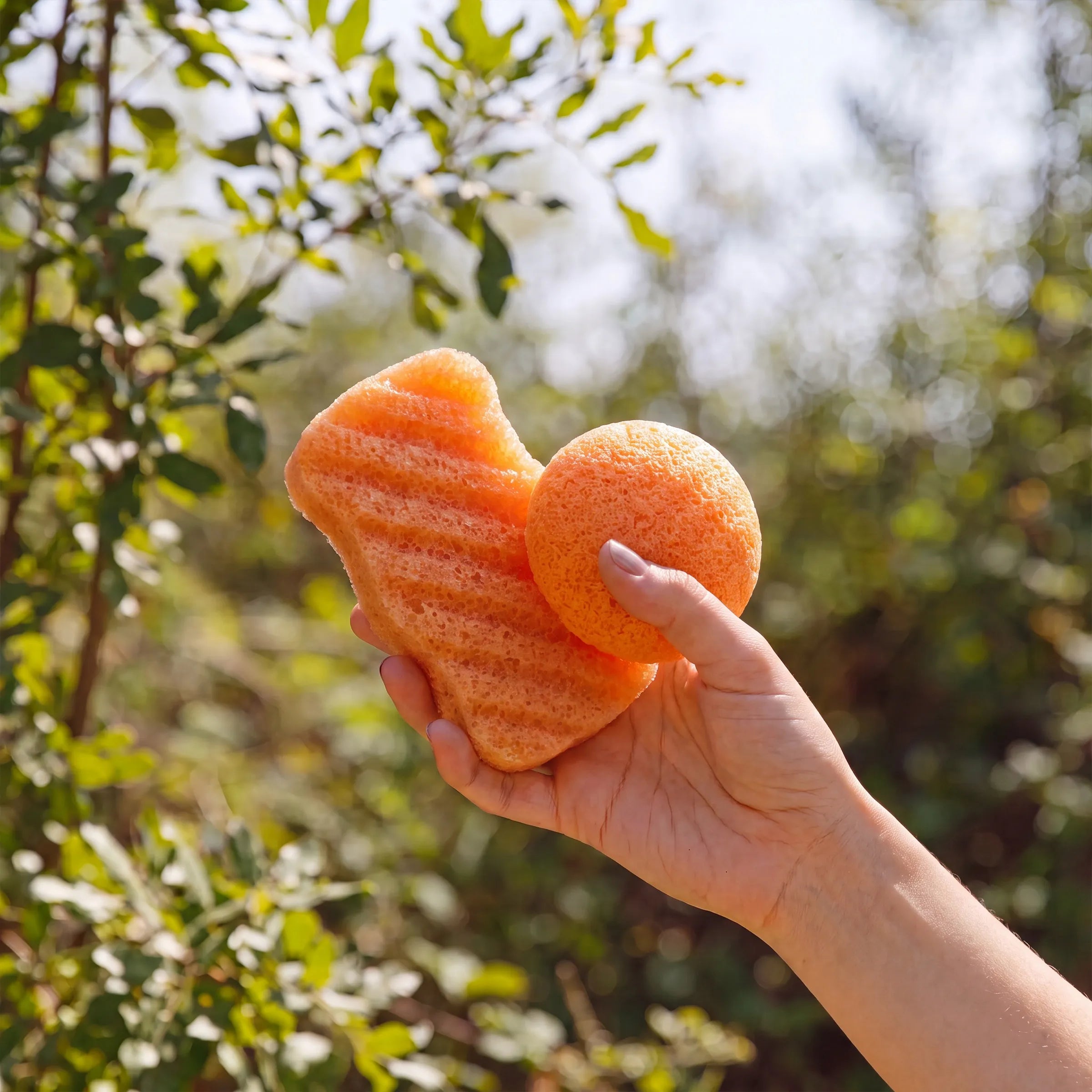 A hand holding two kojic acid sponges outdoors against a blurred green leafy background.