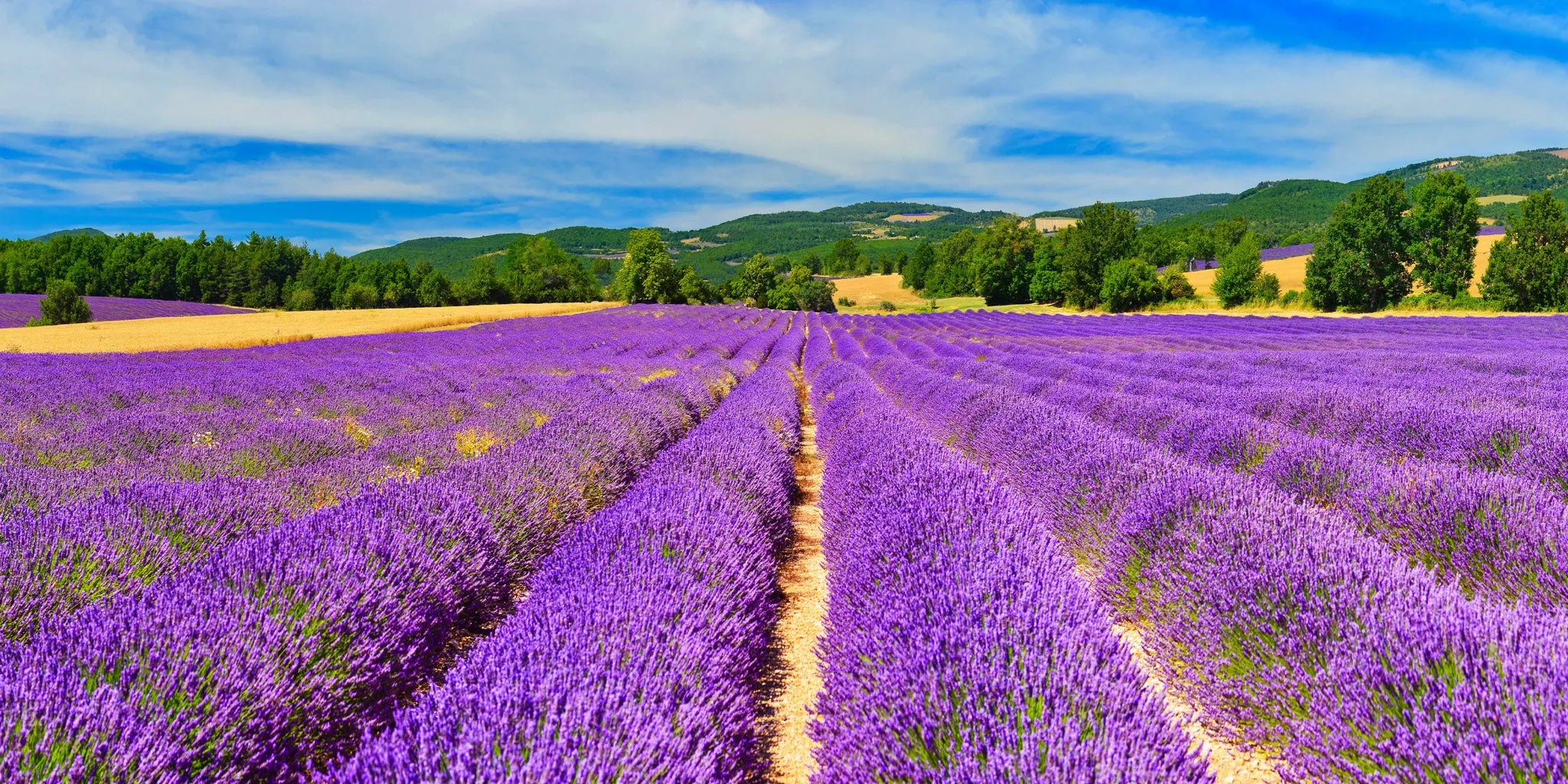 Lavender Benefits - Seek Bamboo