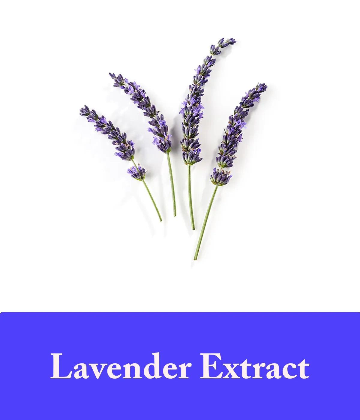 Lavender Extract Soap Ingredient