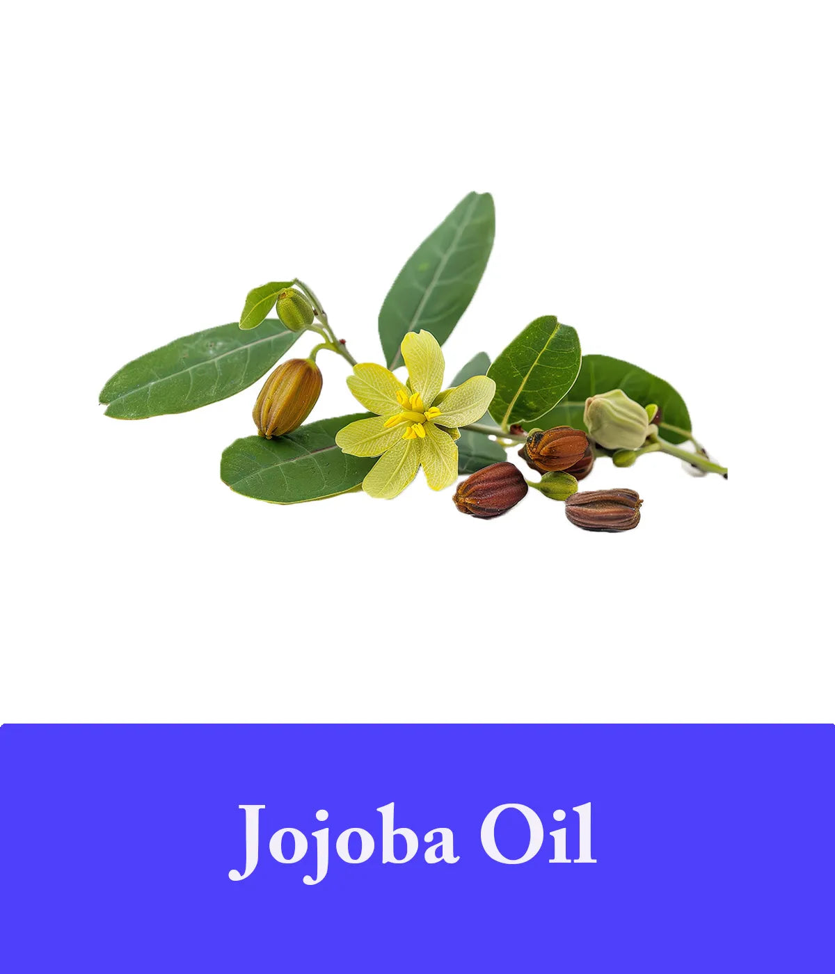 jojoba as an ingredient in lavender shampoo