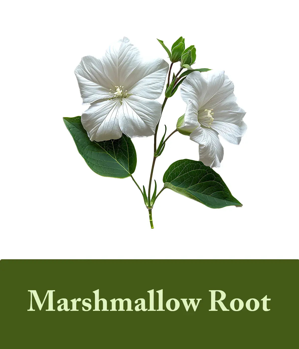 Olive oil and marshmallow root shampoo and conditioner