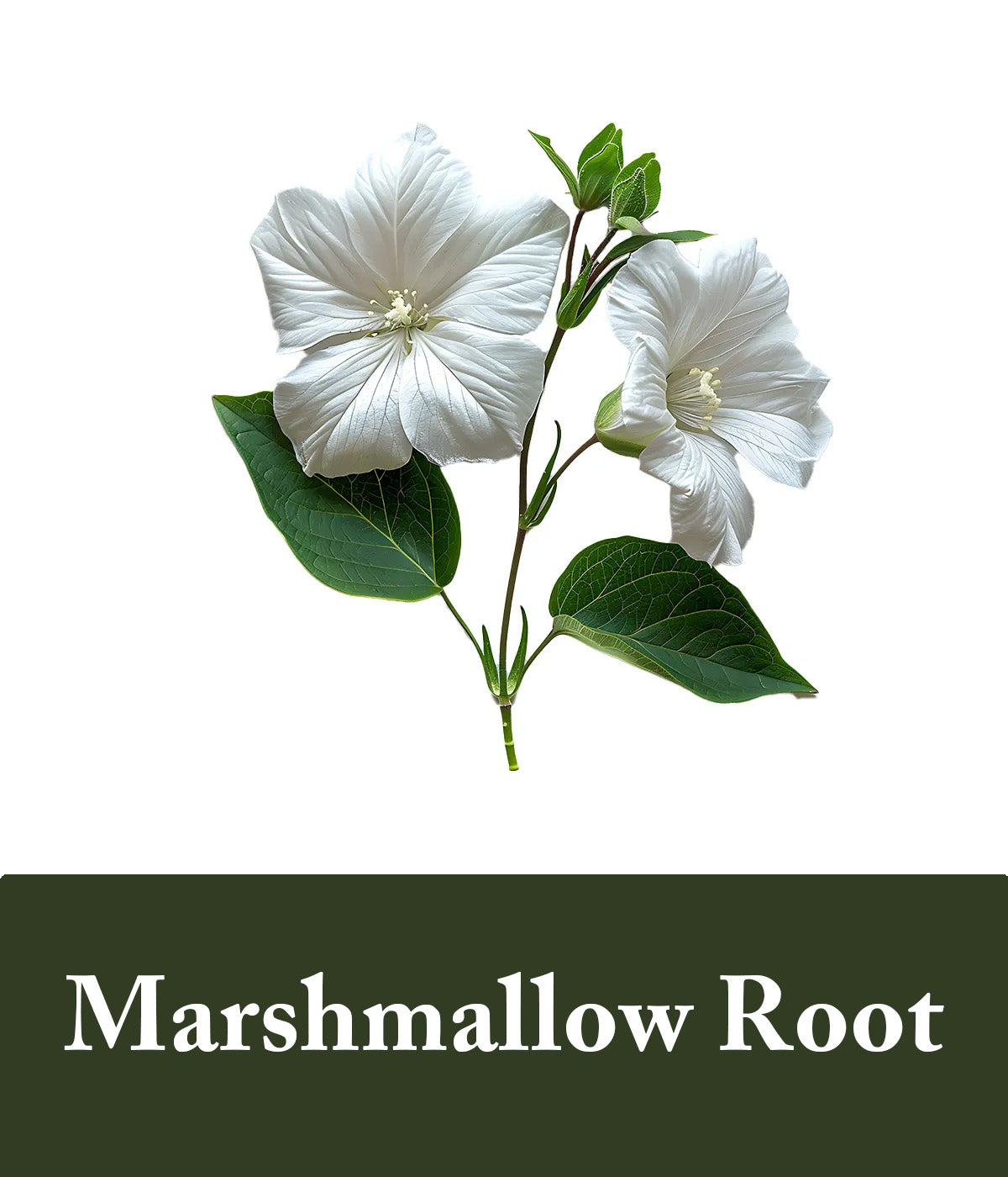 Marshmallow Root Rice Water Ingredient