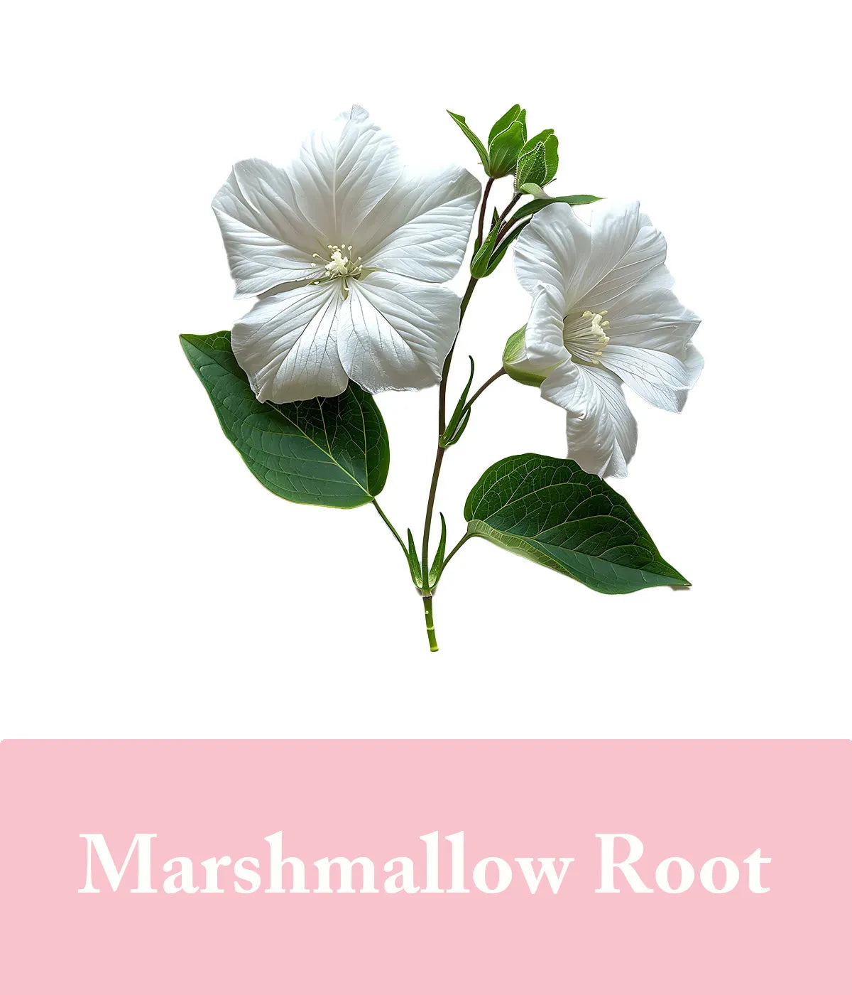 Marshmallow Root Rose Shampoo