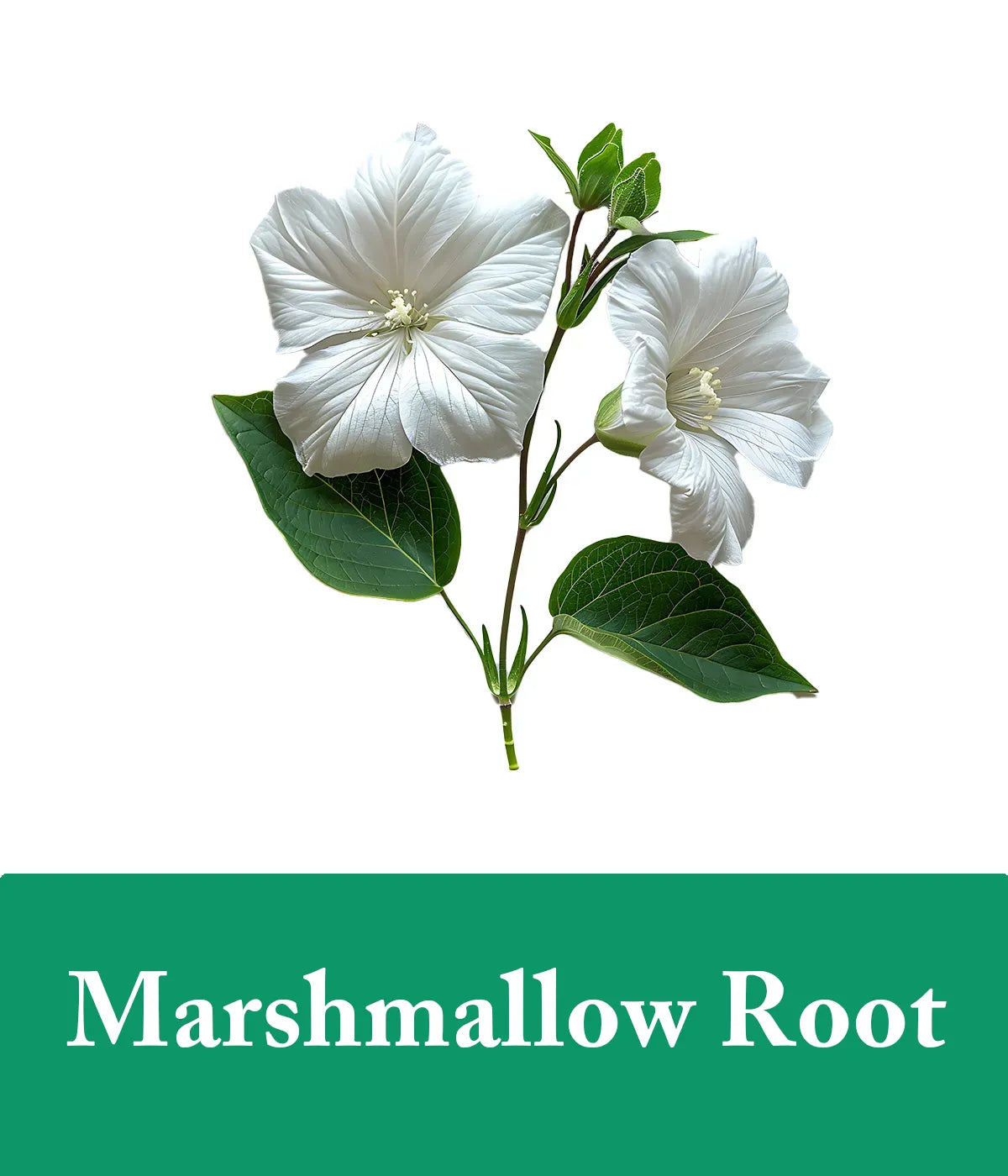Marshmallow Root Tea Tree Shampoo Ingredeint