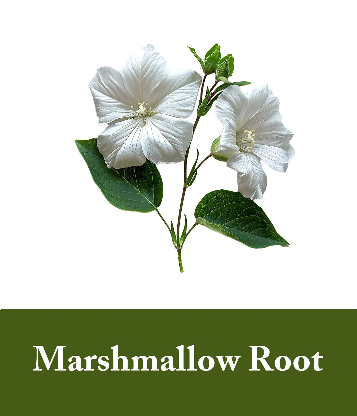Marshmallow Root Unscented Shampoo Bar