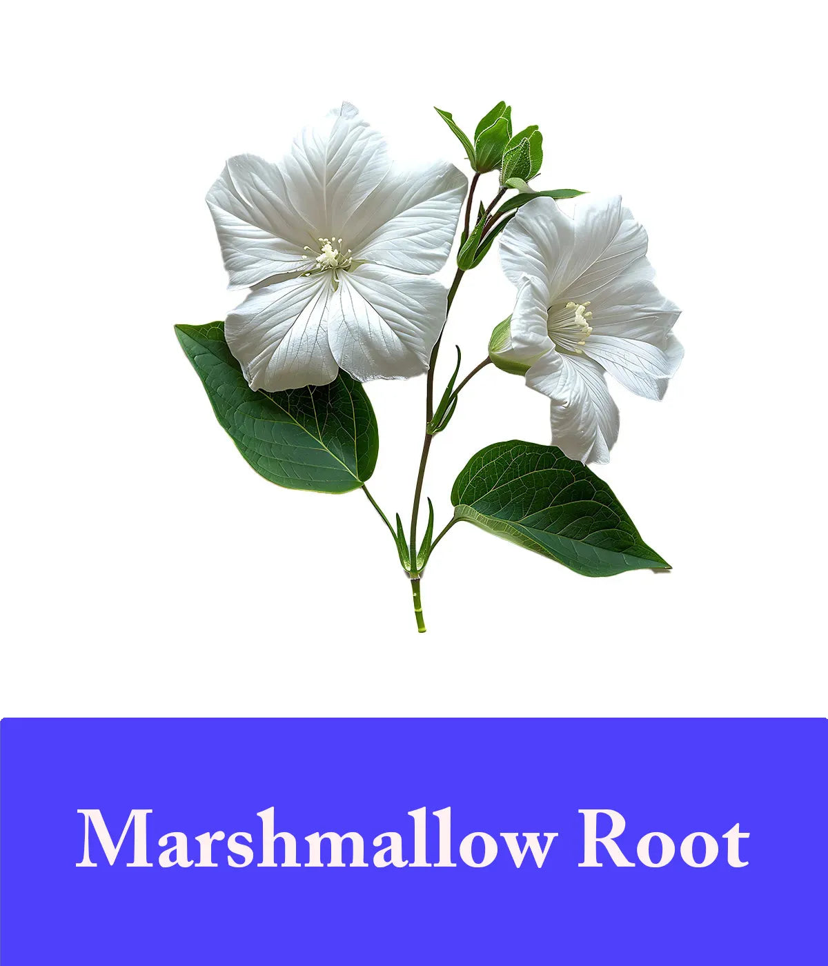 Lavender Ingreident of Marshmallow Root