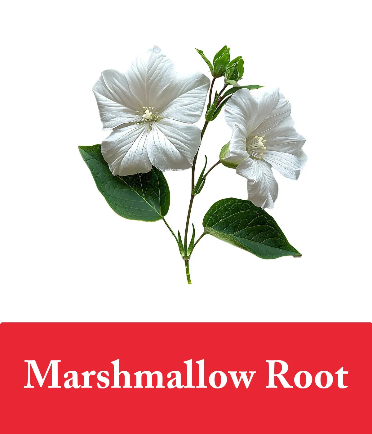 conditioner strawberry with marshmallow root
