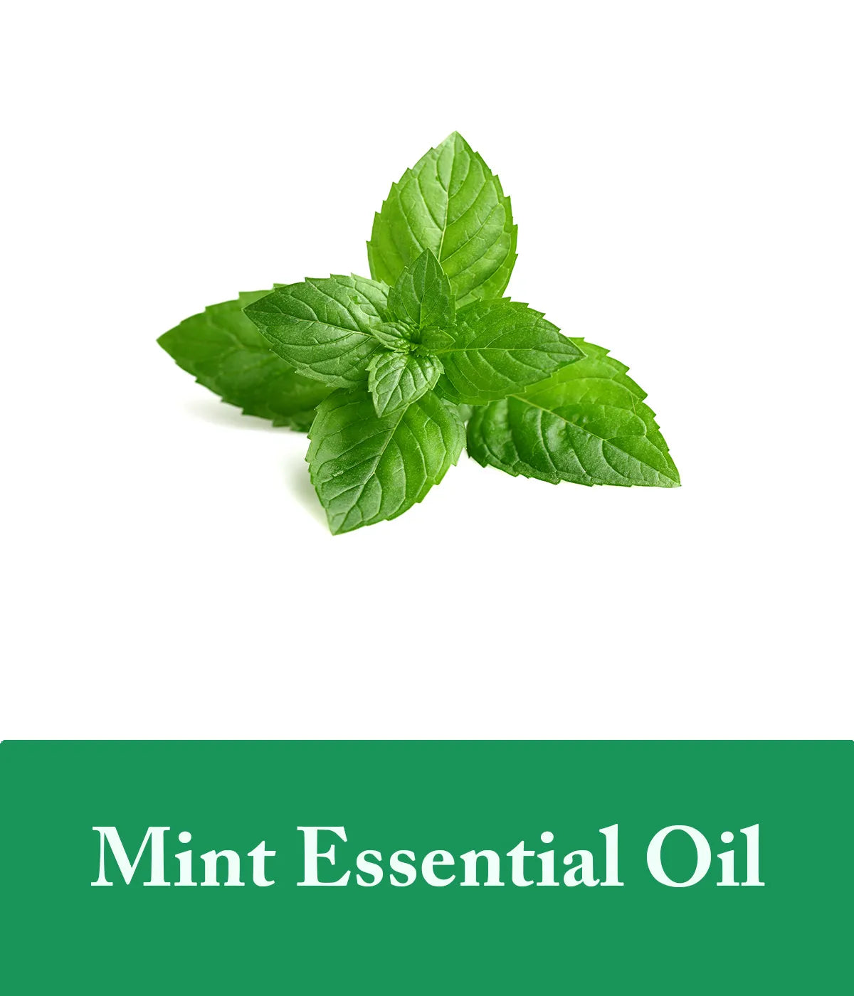 Mint Essential Oil Shampoo