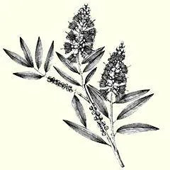 icon for hair darkening shampoo with polygonum