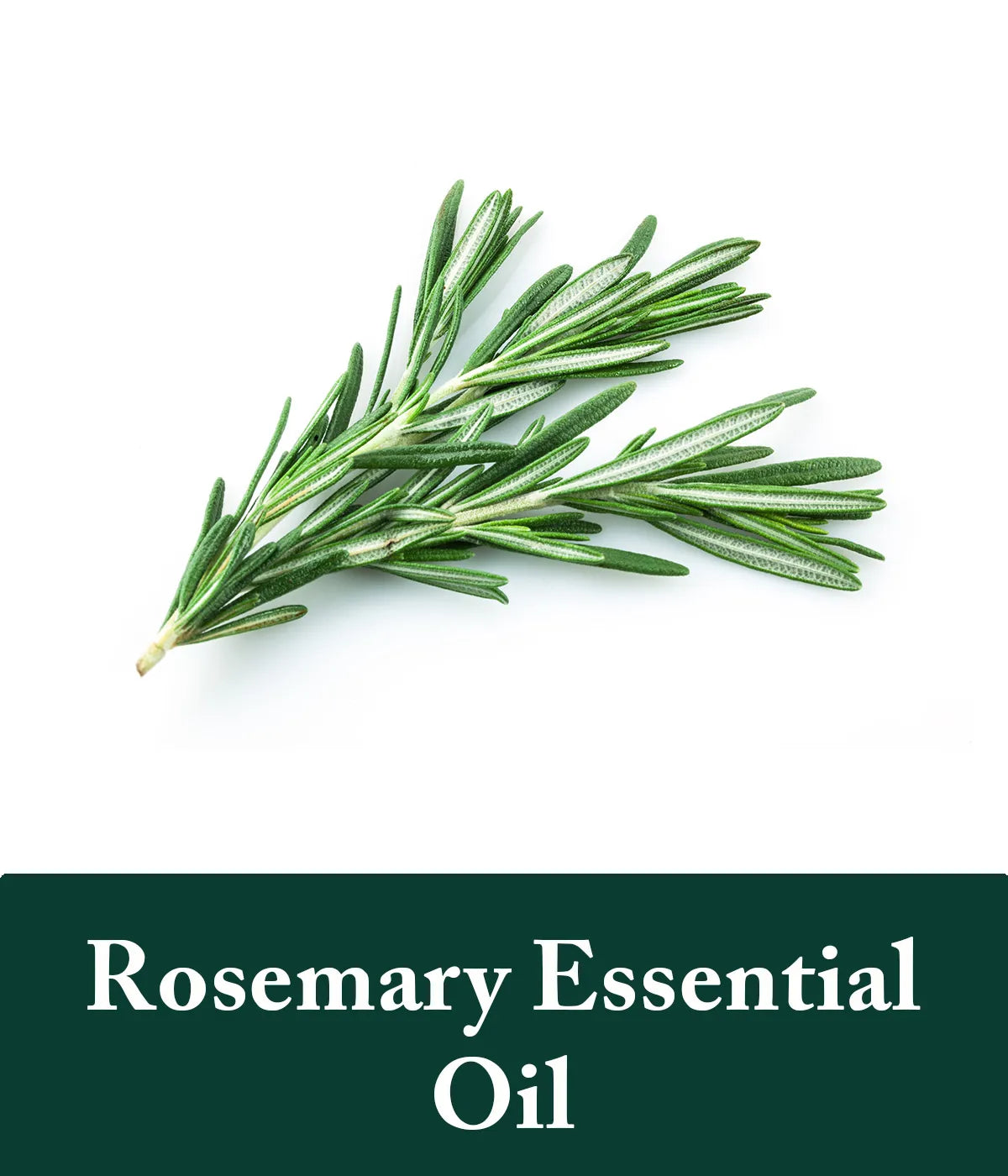 Rosemary Essential Oil Ingredient