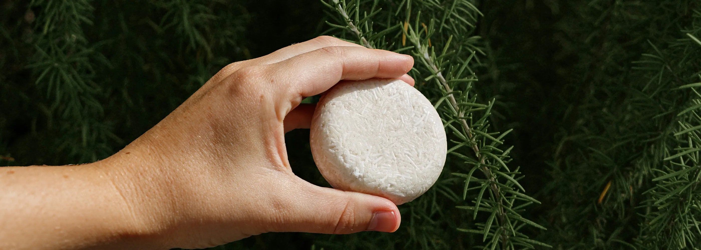 Rosemary Shampoo Bar Facts