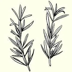 icon for rosemary shampoo bar page
