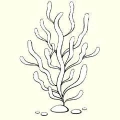 Seaweed shampoo and conditioner