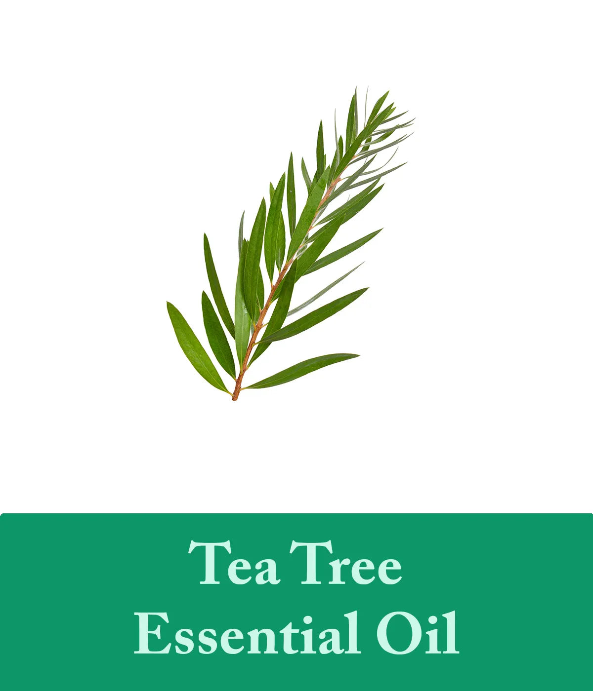 Tea Tree Soap | Revitalize and Refresh Skin | Natural Tea Tree Oil