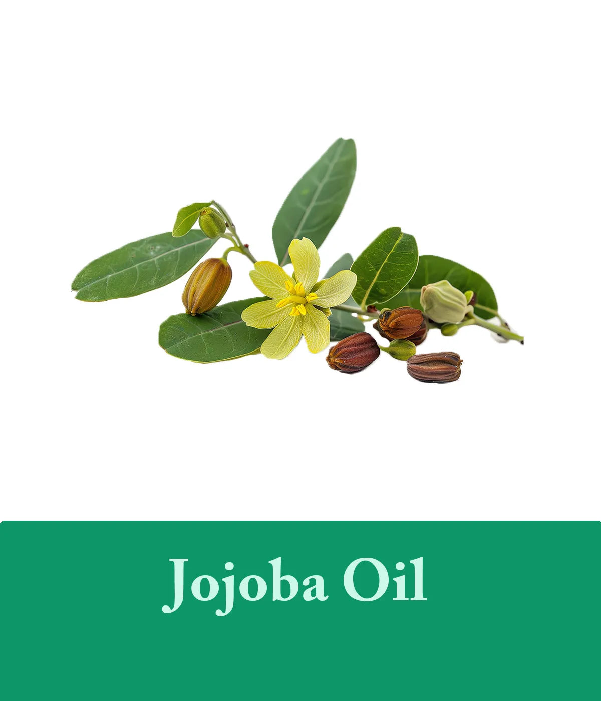 Tea Tree Shampoo with Jojoba Oil