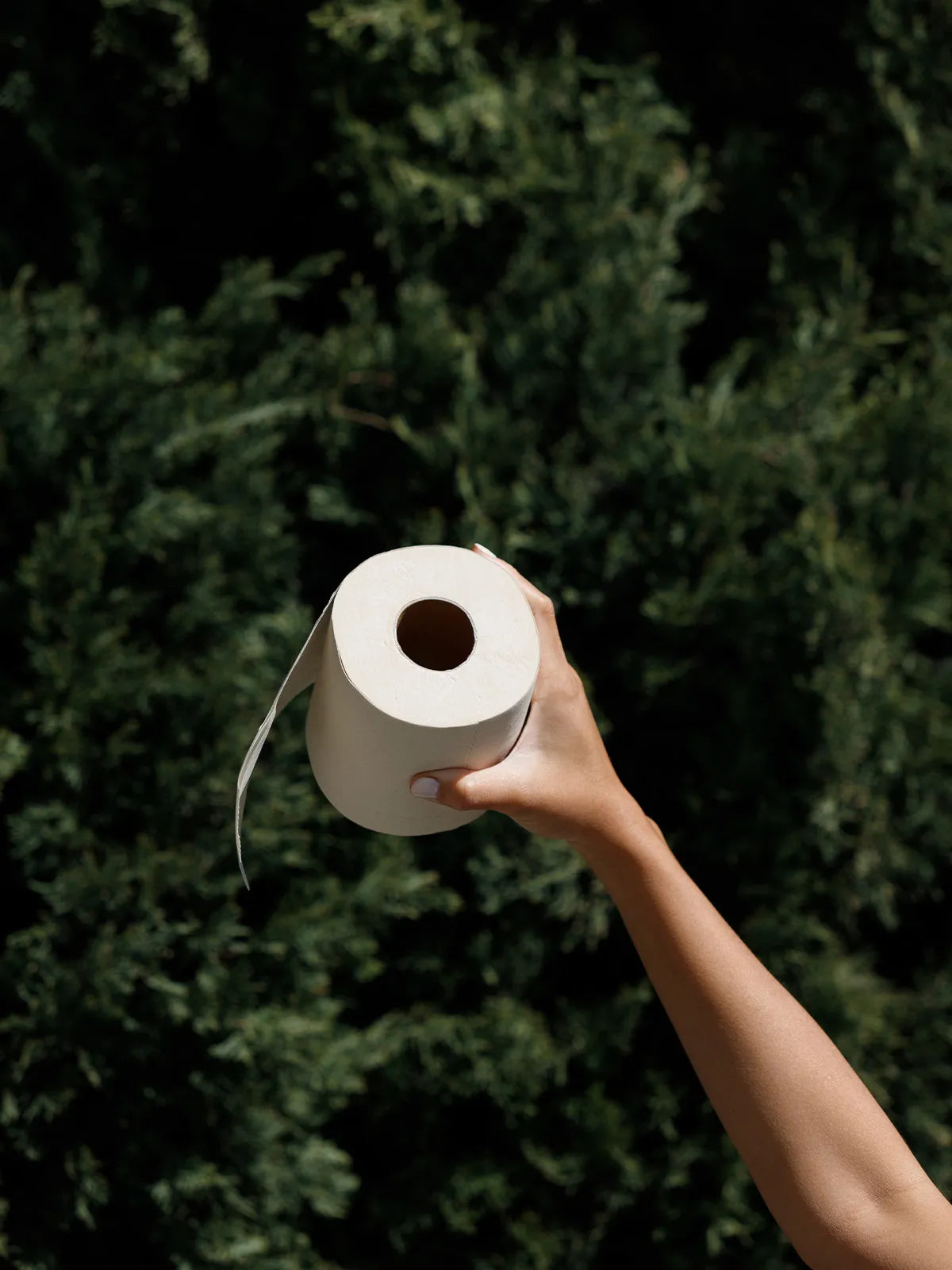 Tree Free Toilet Paper Bundle