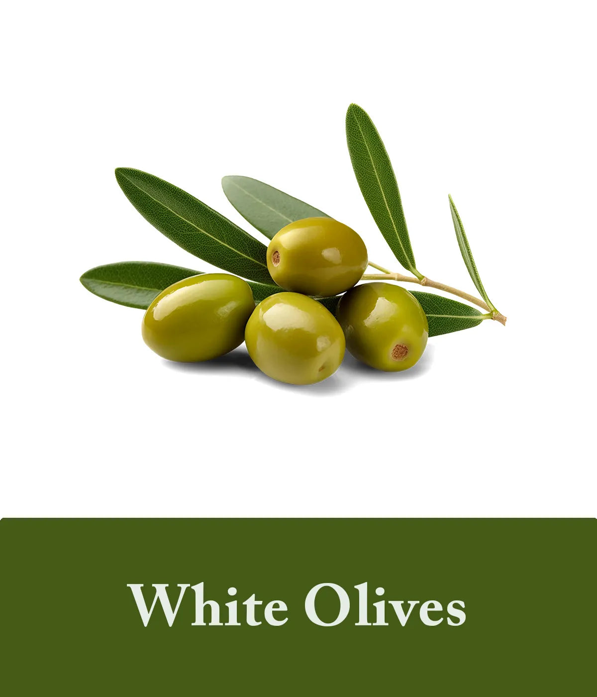 White Olives-Ingredient-For-Olive-Oil-Shampoo