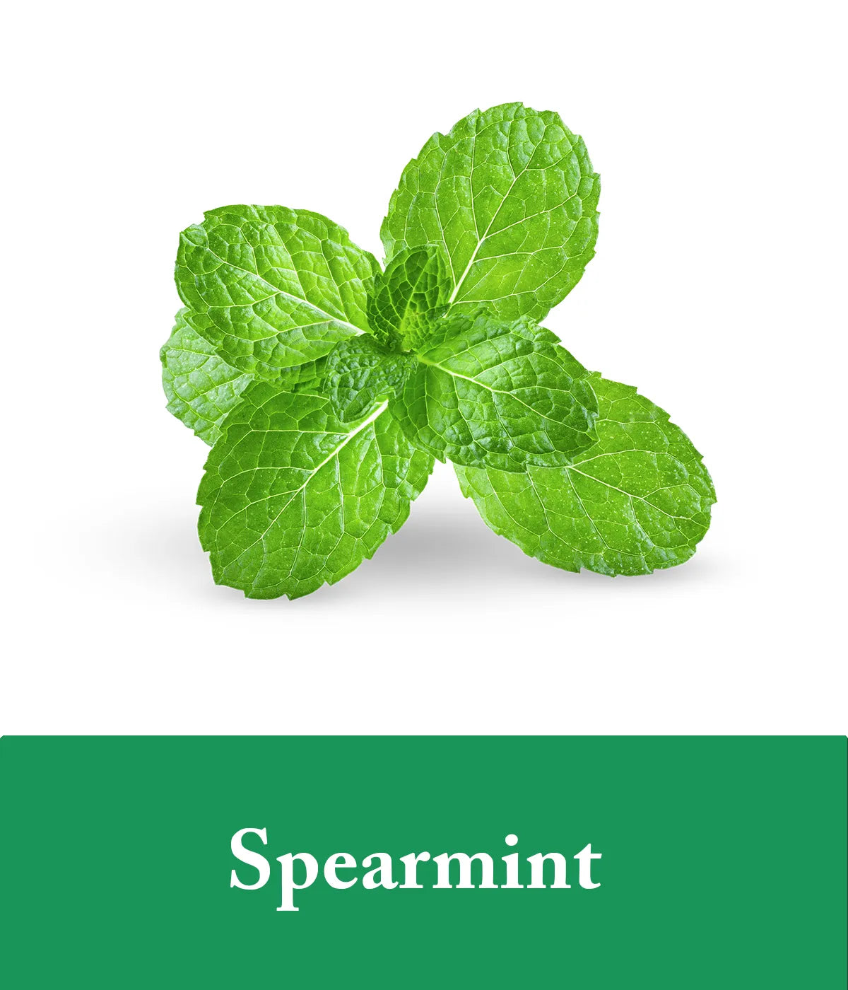 mint biotin shampoo