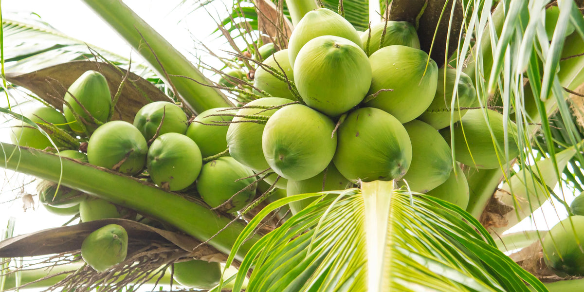 coconut water as an ingredient in seek bamboo products