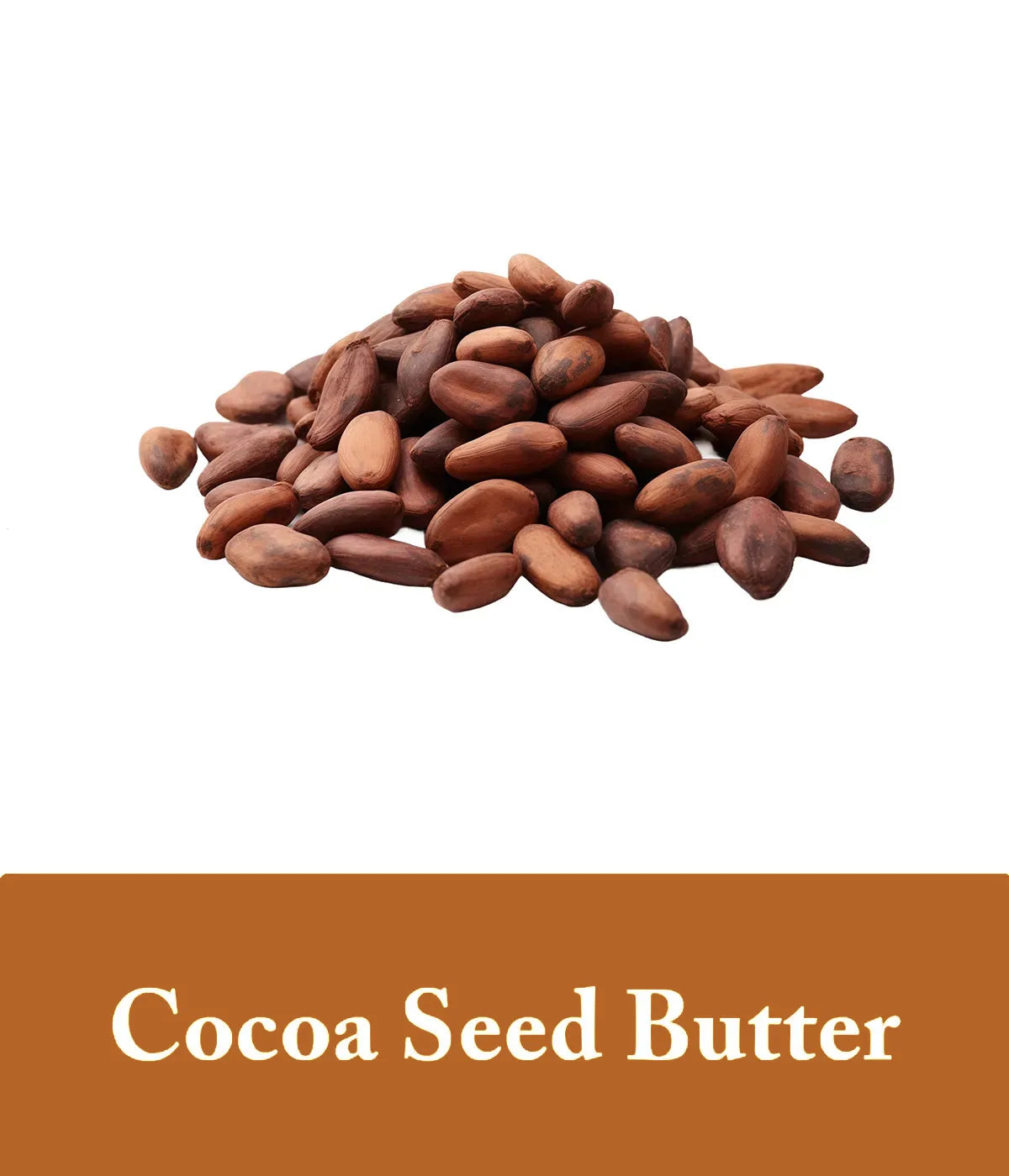 cocoa seed butter image for an ingredient in ginger shampoo from seek bamboo