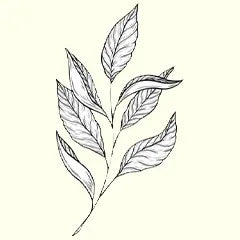 icon for green tea in shampoo