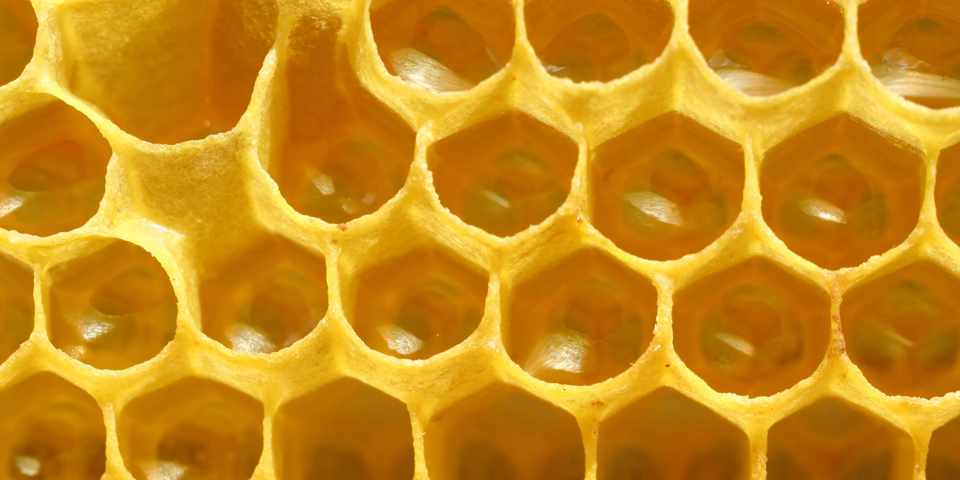 close up of a honeycomb as a banner on an ingredient page for honey extract