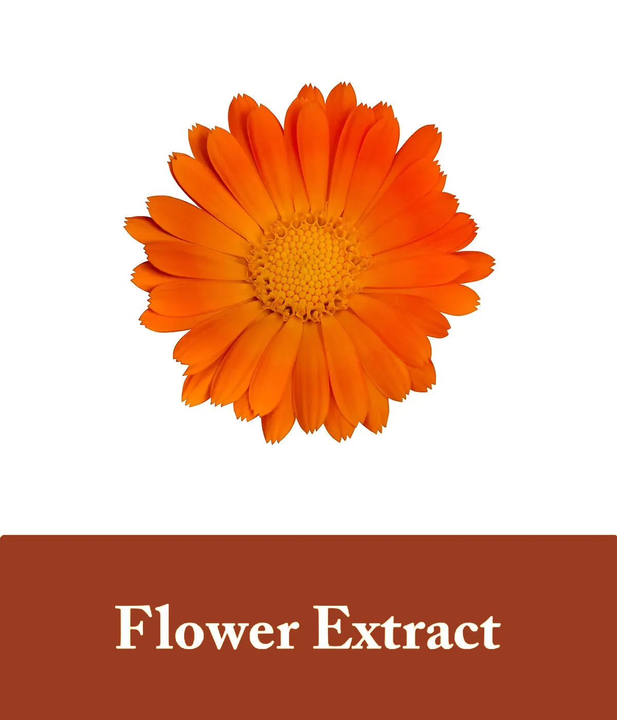 orange flower extract depicted as one of the honey shampoo ingredients from seek bamboo