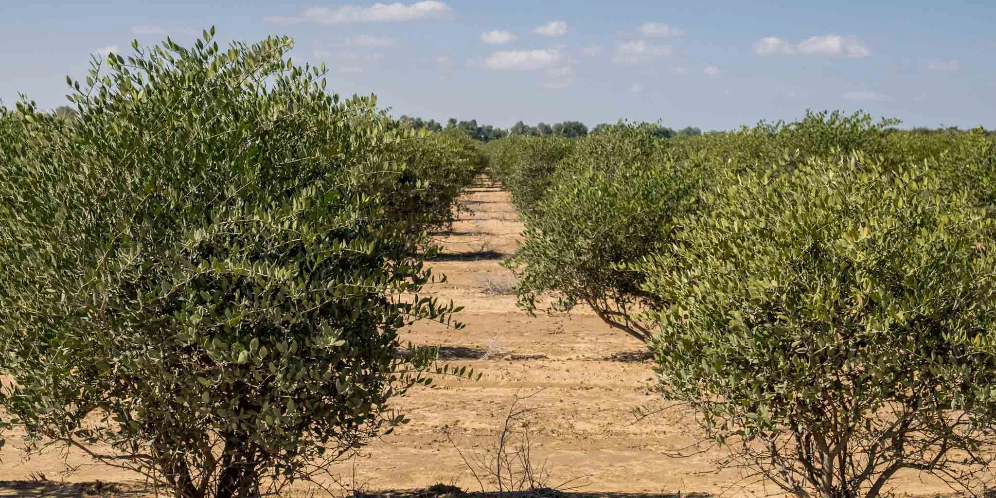 field of simmondsia chinesis seed oil plant