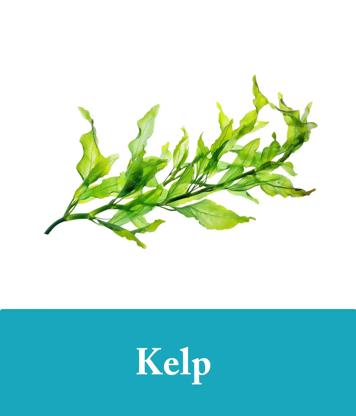 Seaweed and kelp shampoo and conditioner