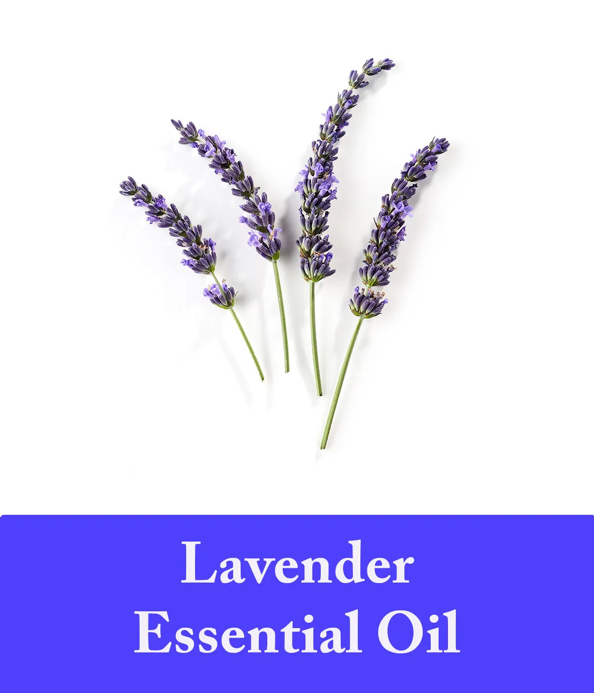 lavender essential oil ingredient in lavender shampoo