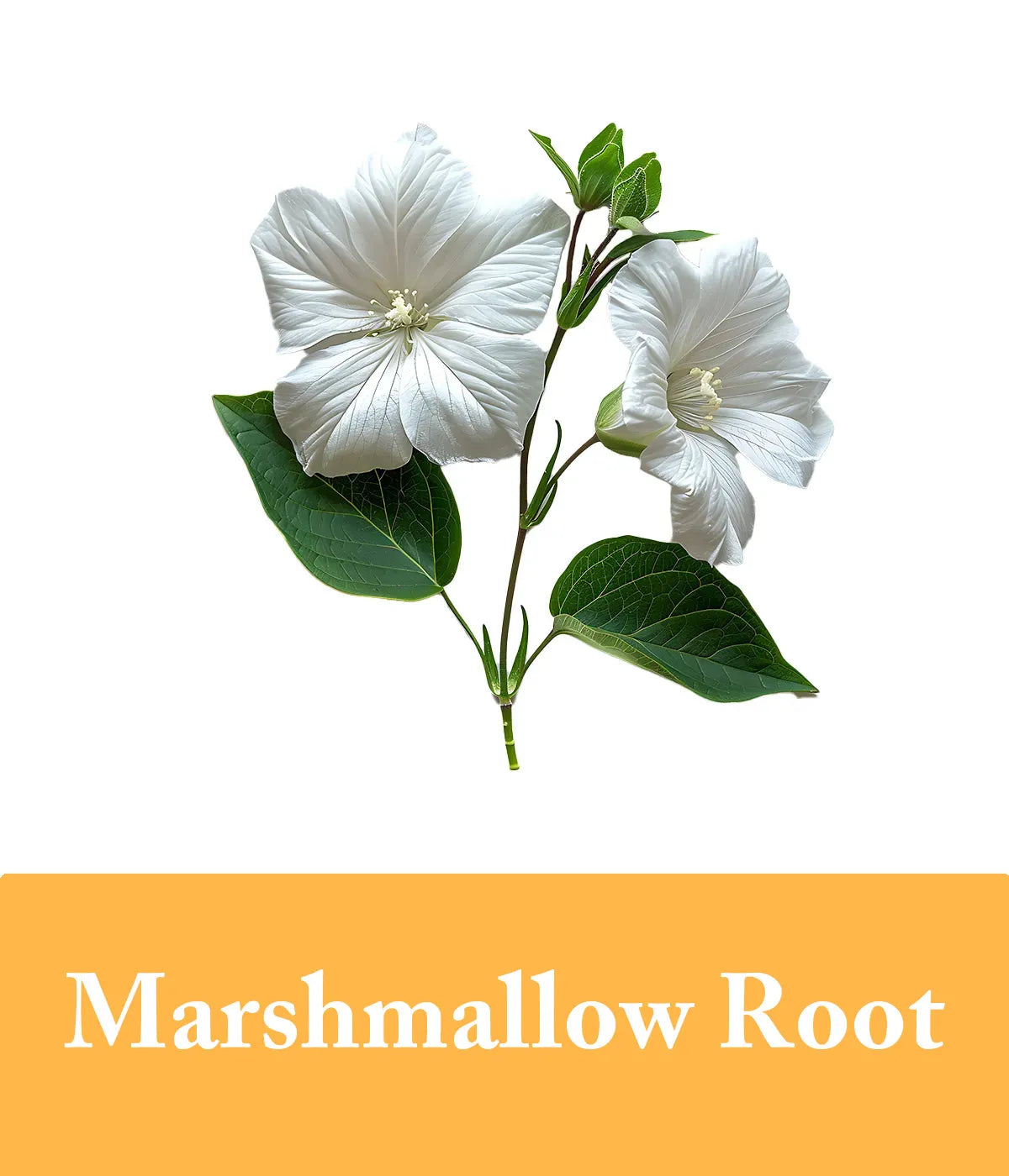 Marshmallow root in honey shampoo and conditioner