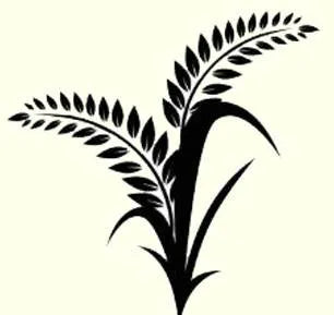oat protein in ginger scented shampoo