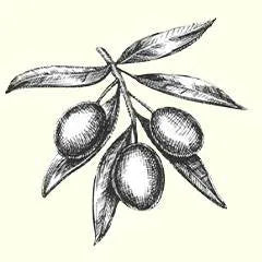 icon for olive oil shampoo and conditioner