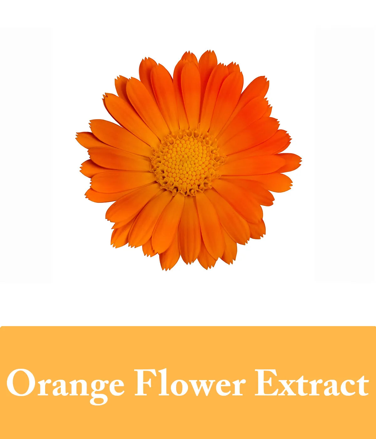 Vibrant orange calendula flower, rich in extracts used to enhance our honey shampoo formula for hair vitality and shine.