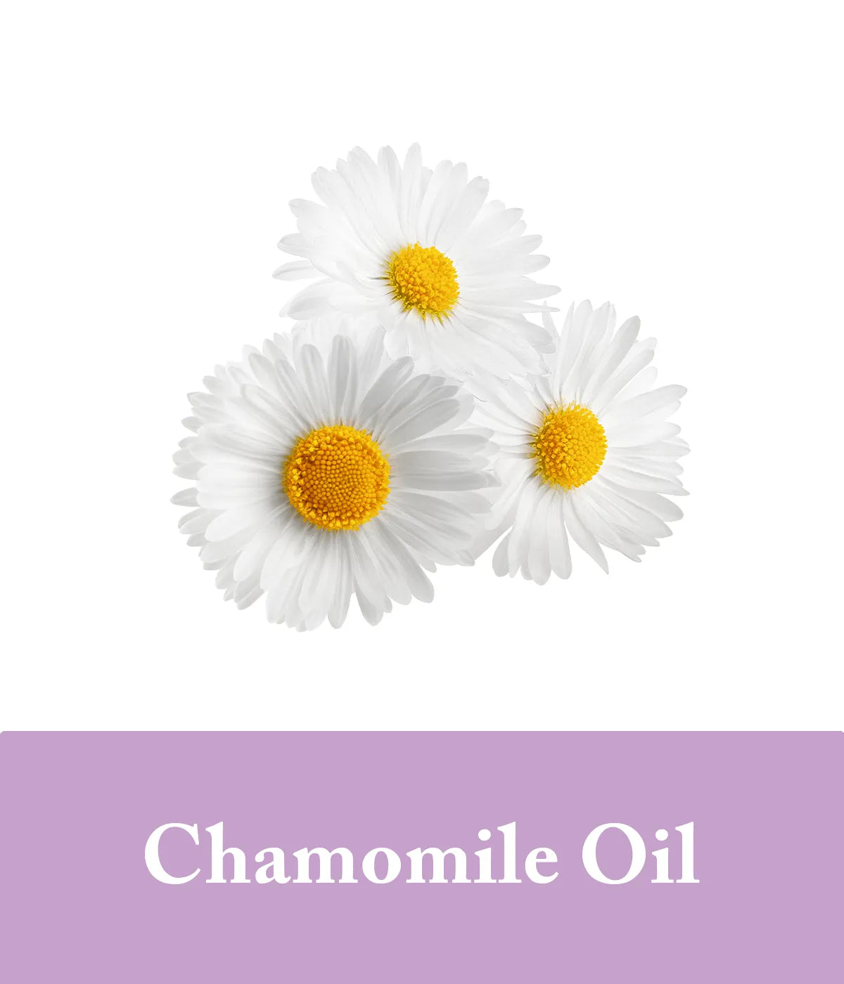 chamomile essential oil in purple shampoo
