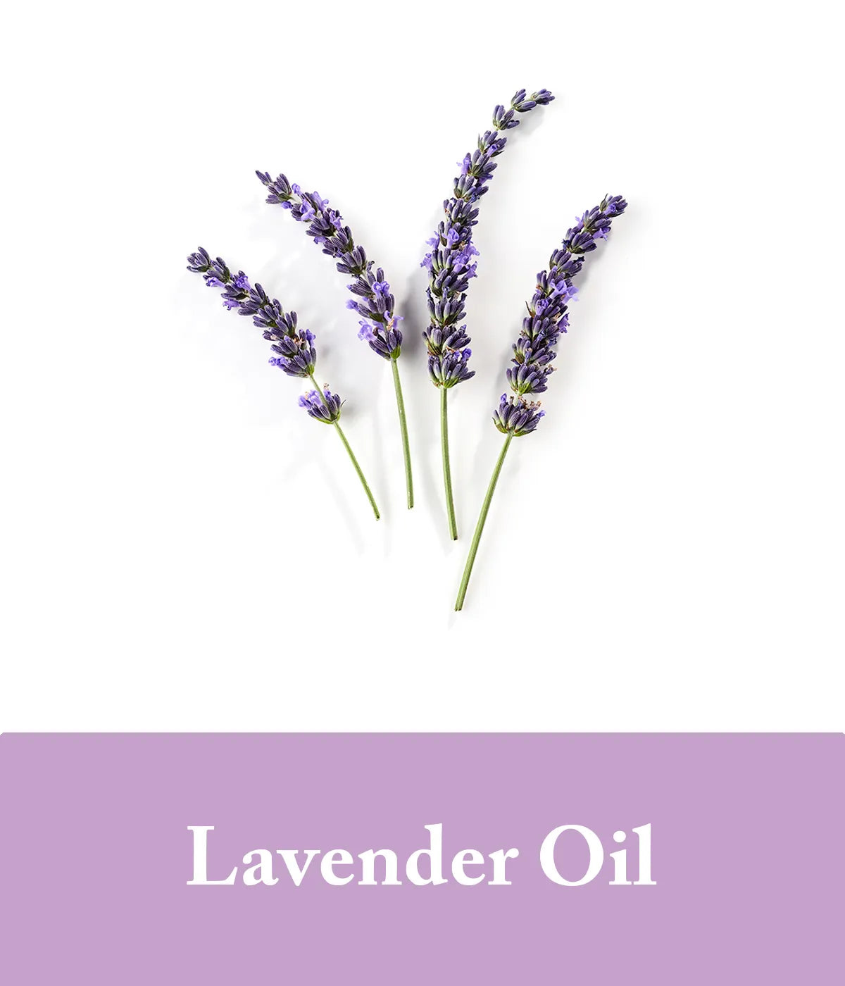 lavender essential oil in bar shampoo purple