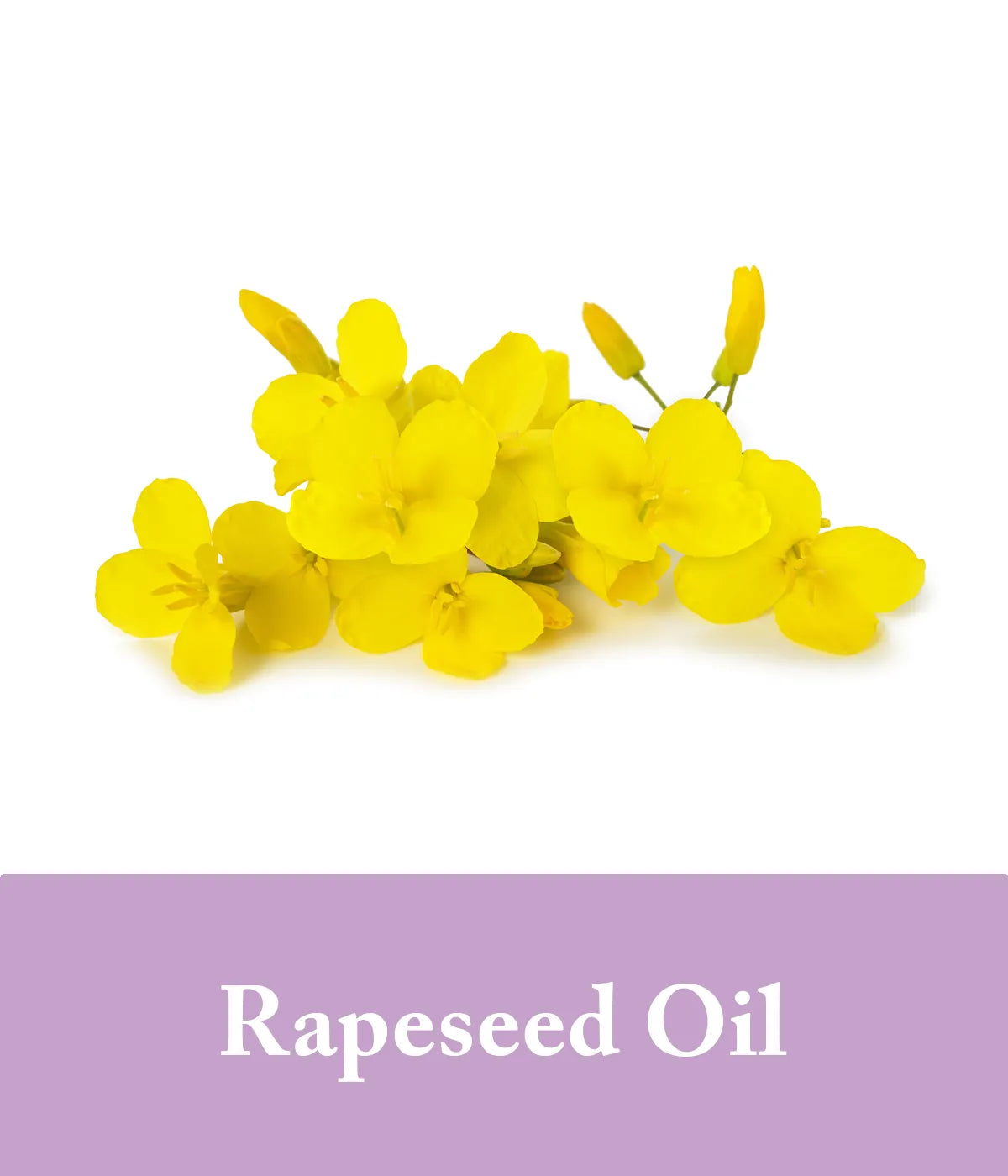 rapeseed oil in purple shampoo