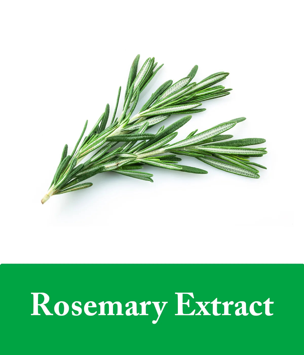 mint shampoo with rosemary