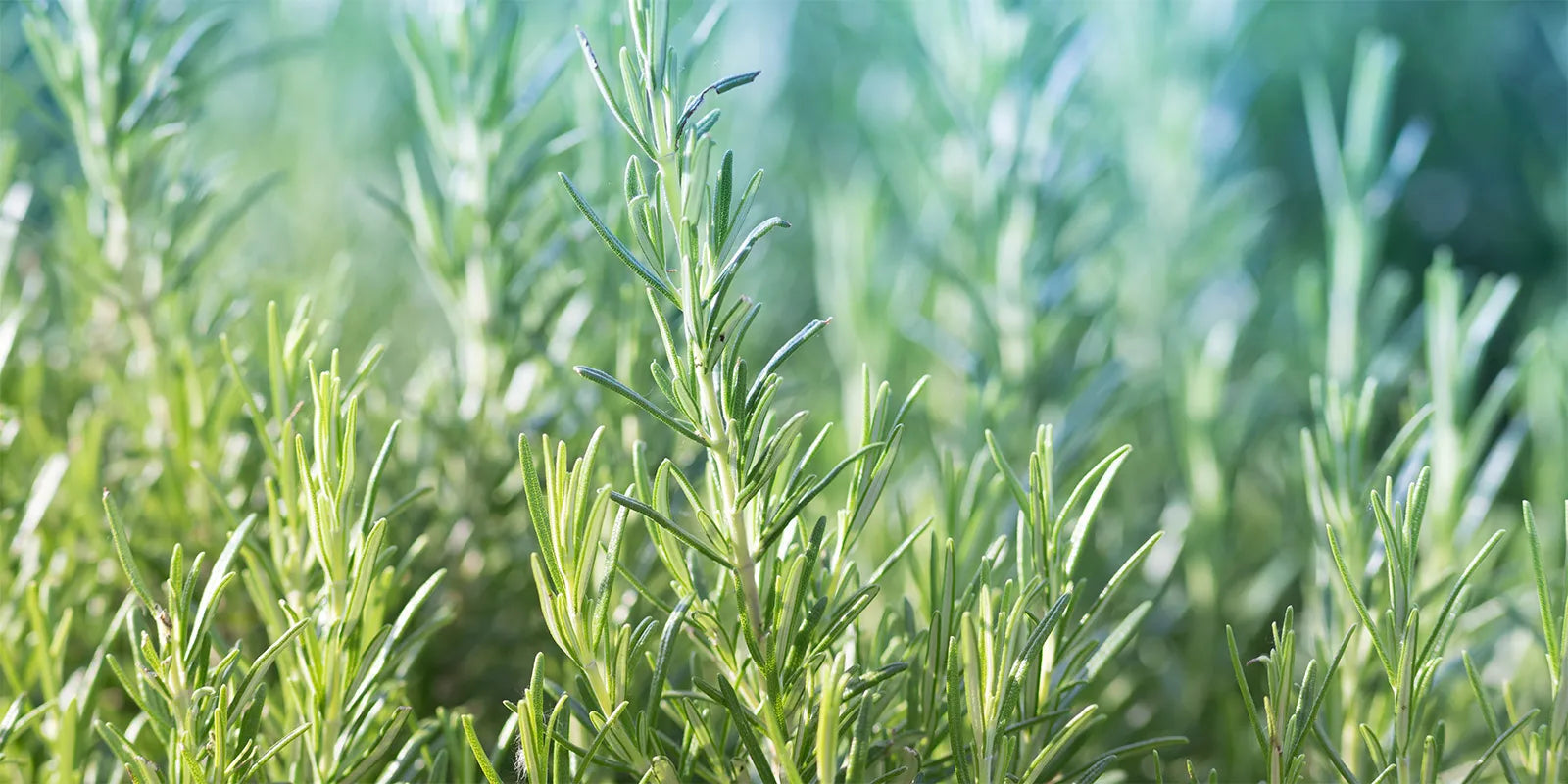 rosemary field depicting the benefits to health of rosemary