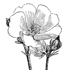 icon for biotin rosemary shampoo with marshmallow root