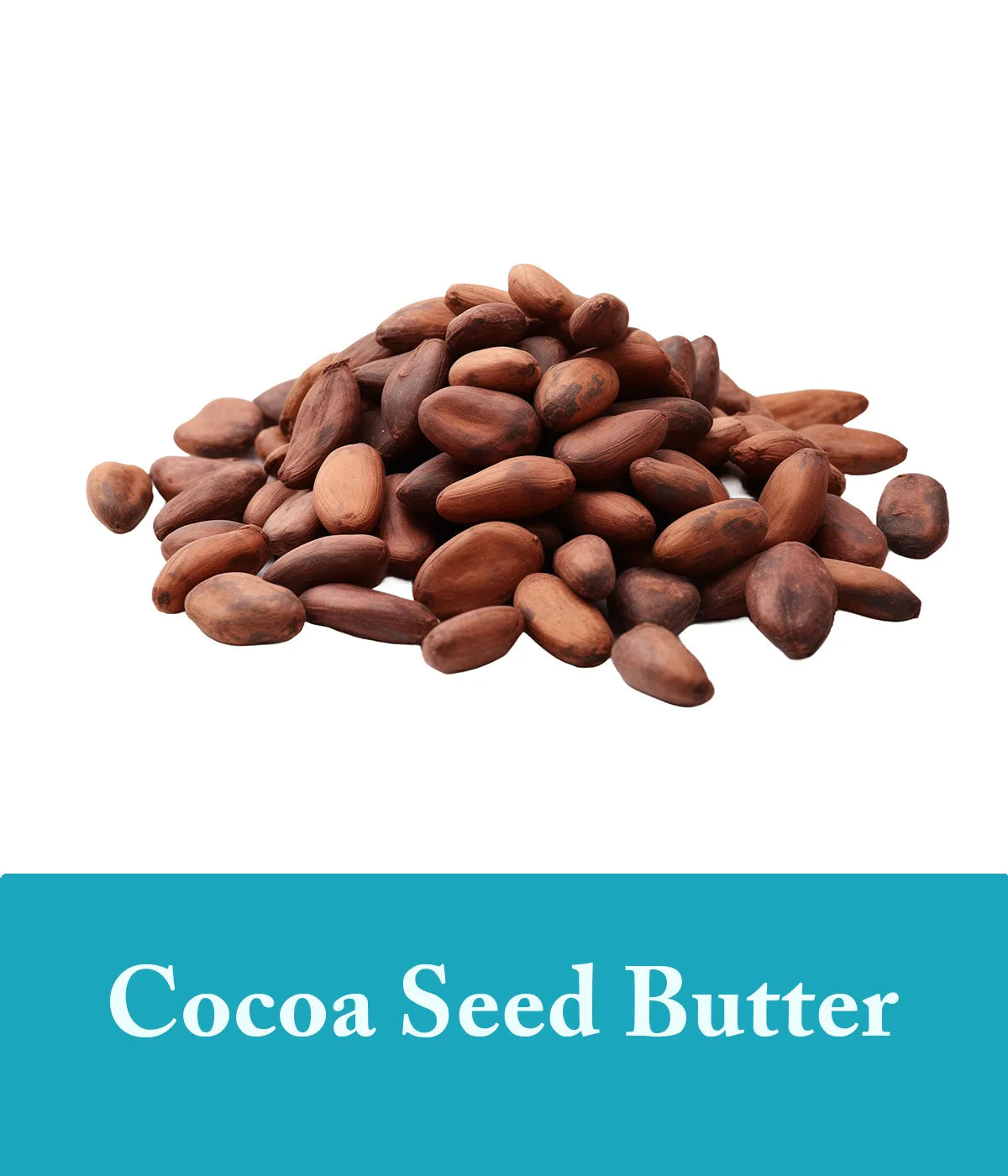 cocoa seed butter ingredient icon for  seaweed shampoo