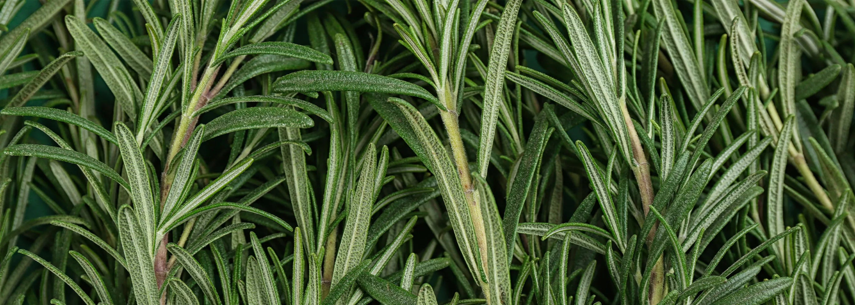 rosemary close up for a blog about benefits and uses of rosemary