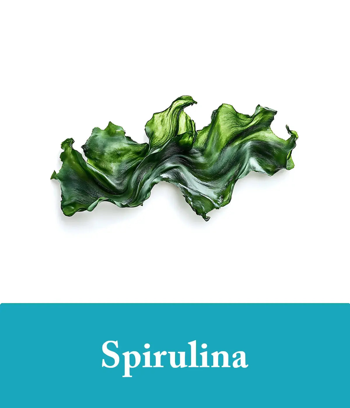 Seaweed and spirulina shampoo and conditioner