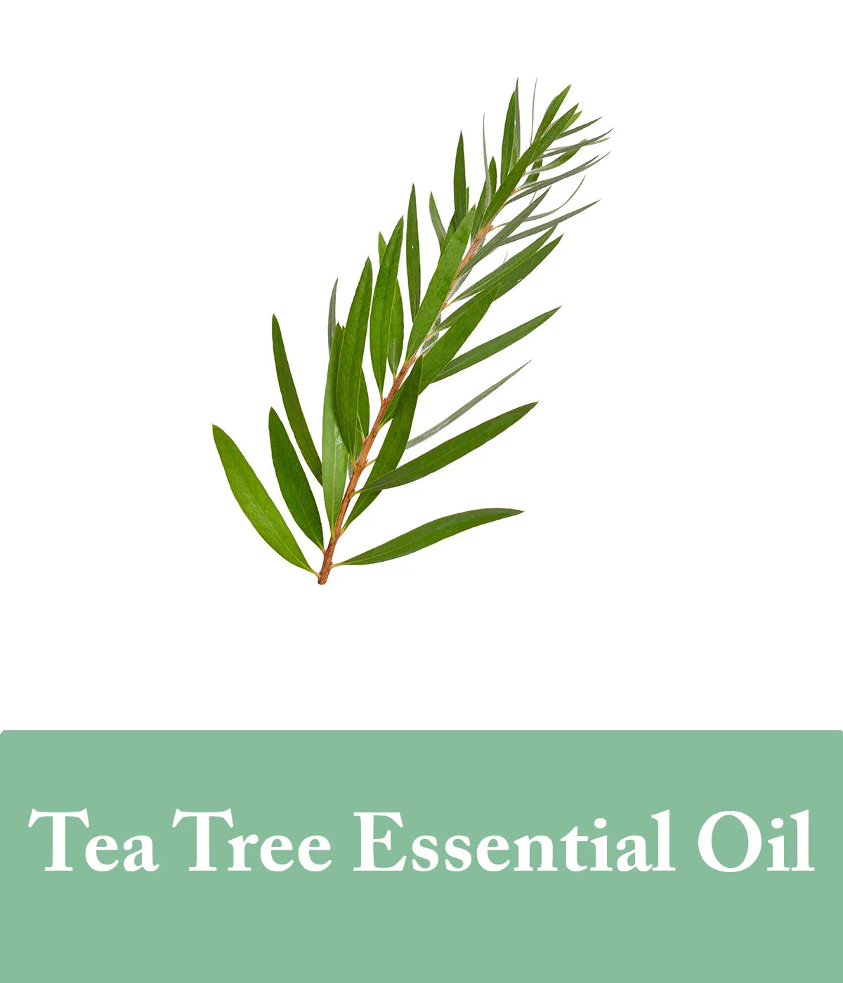 eucalyptus shampoo ingredient - tea tree essential oil